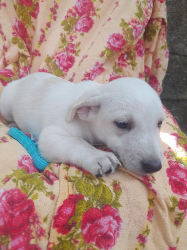 Lucky – Un Cuccioletto Che Aspetta Solo Te 🐾